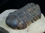 Bargain Reedops Trilobite - Inches #2976-1